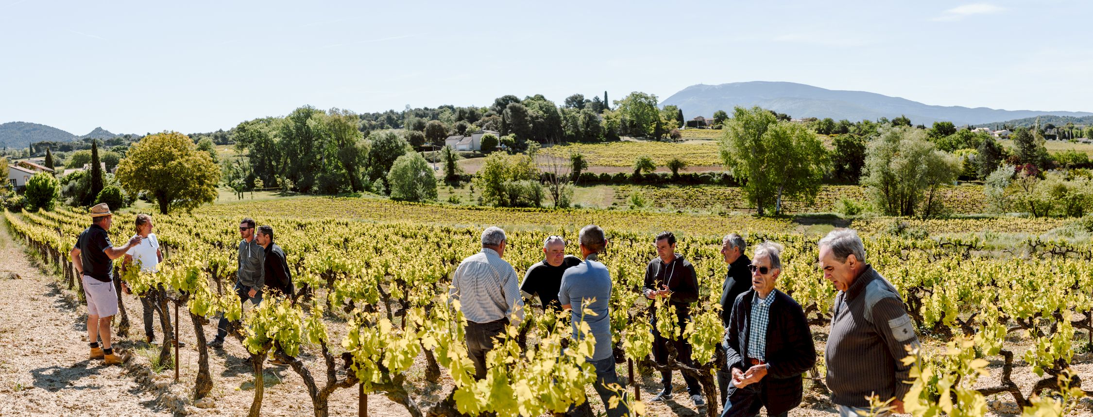 photo panoramique hommes dans champs de vigne