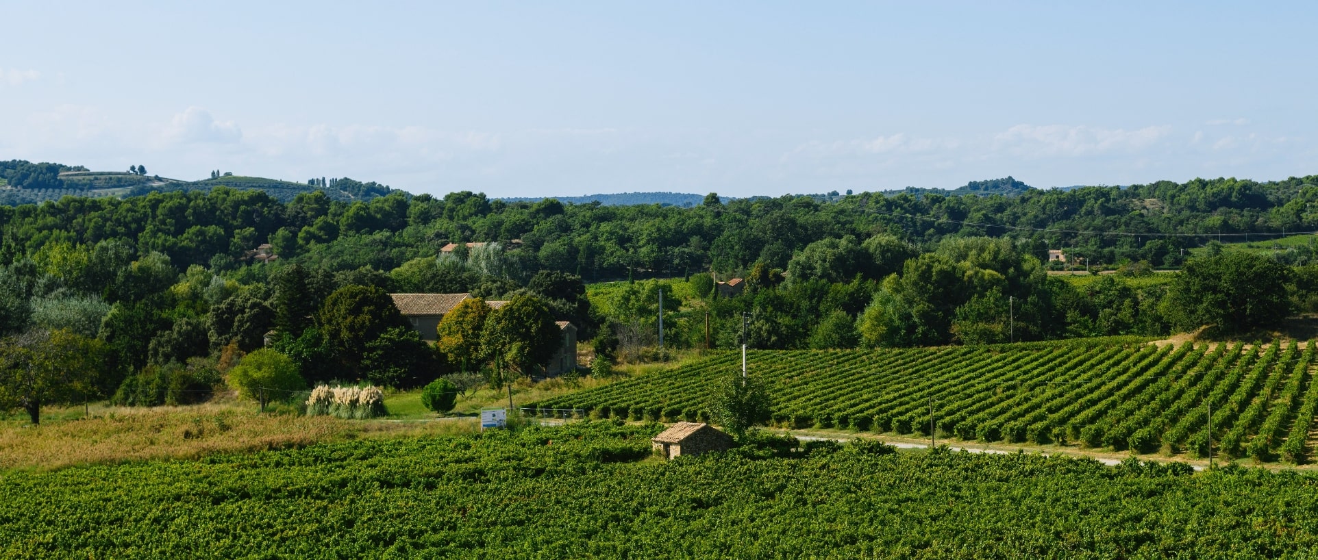Photo panorama Champs de vigne