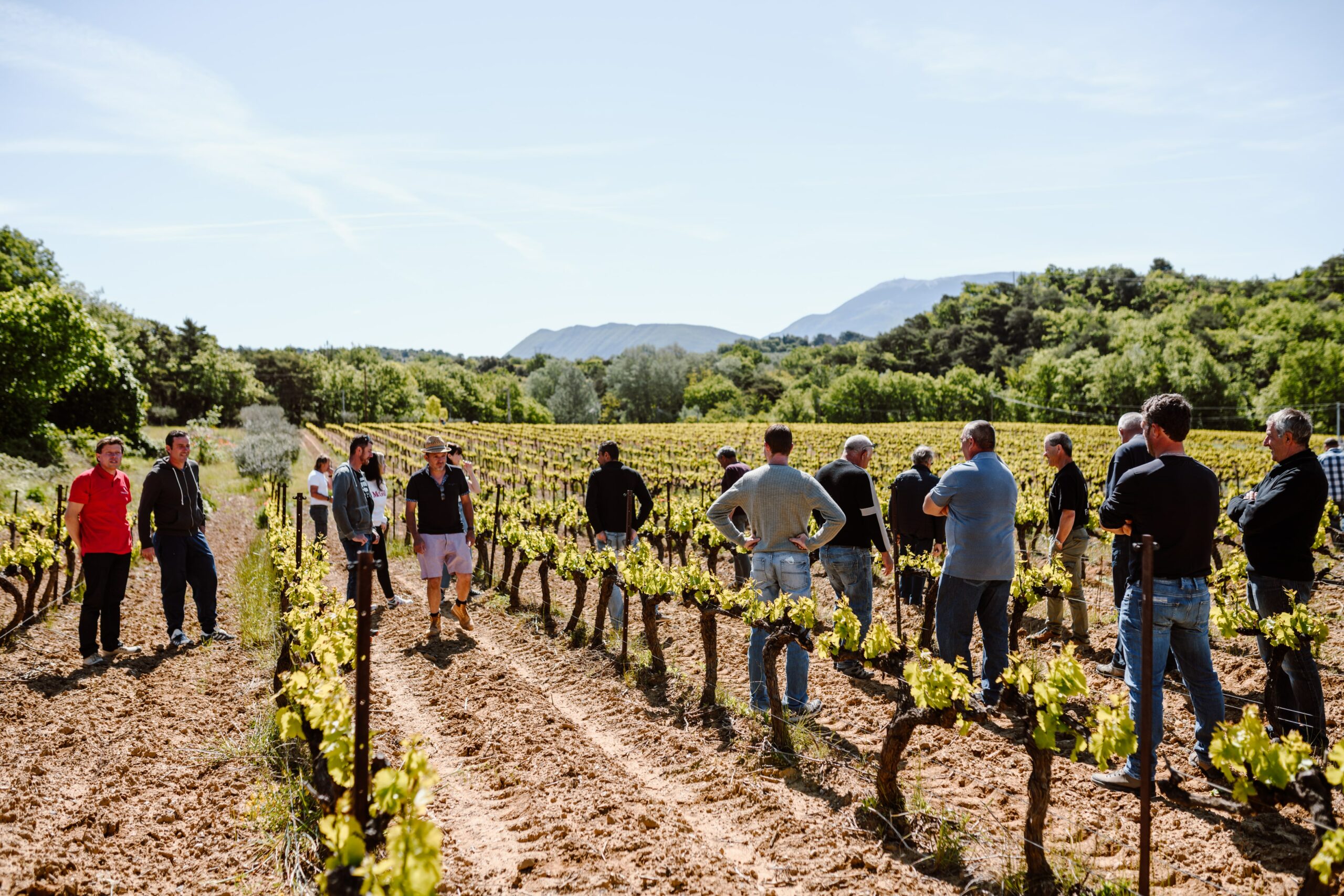 photo équipe de vignerons dans les vignes