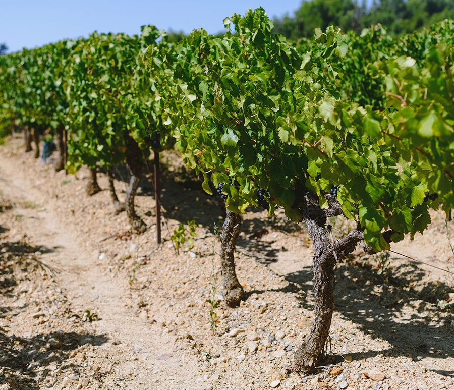 CEPS DE VIGNES