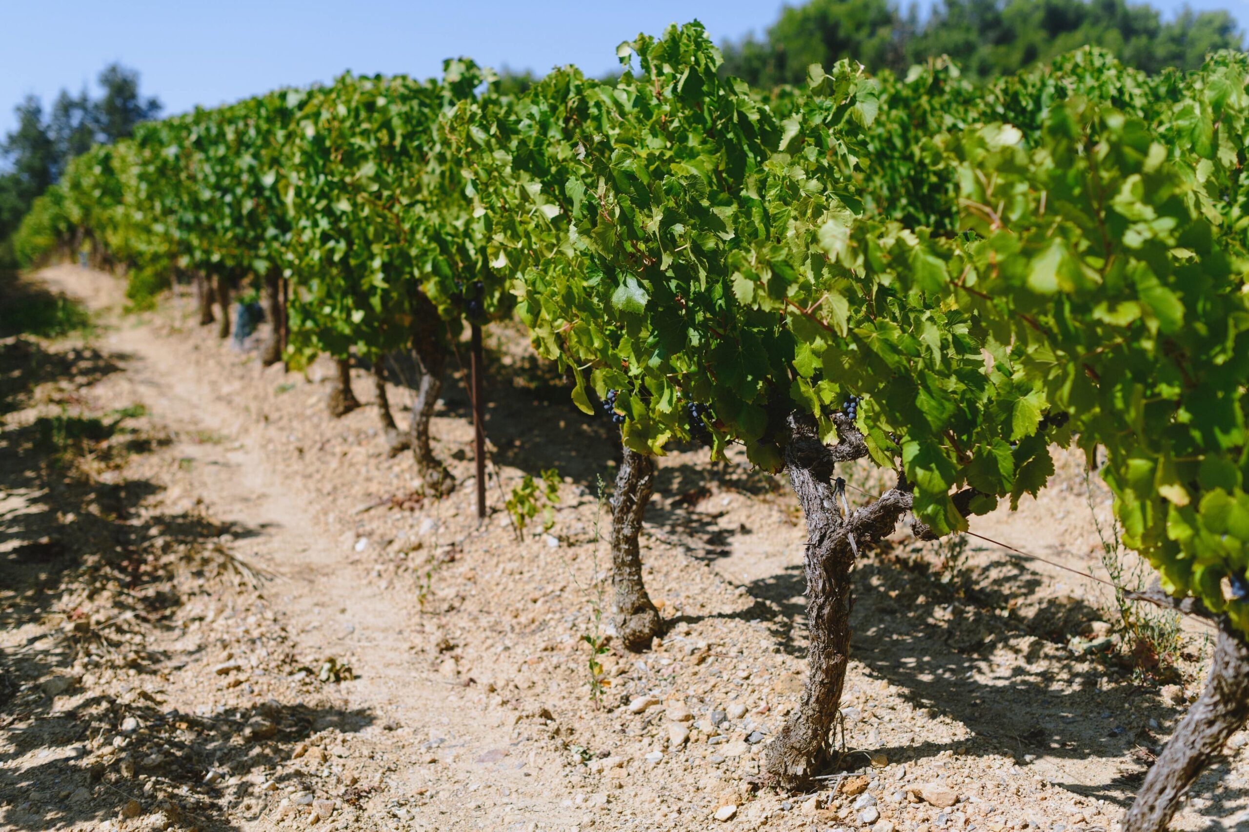 Photos rangs de vignes