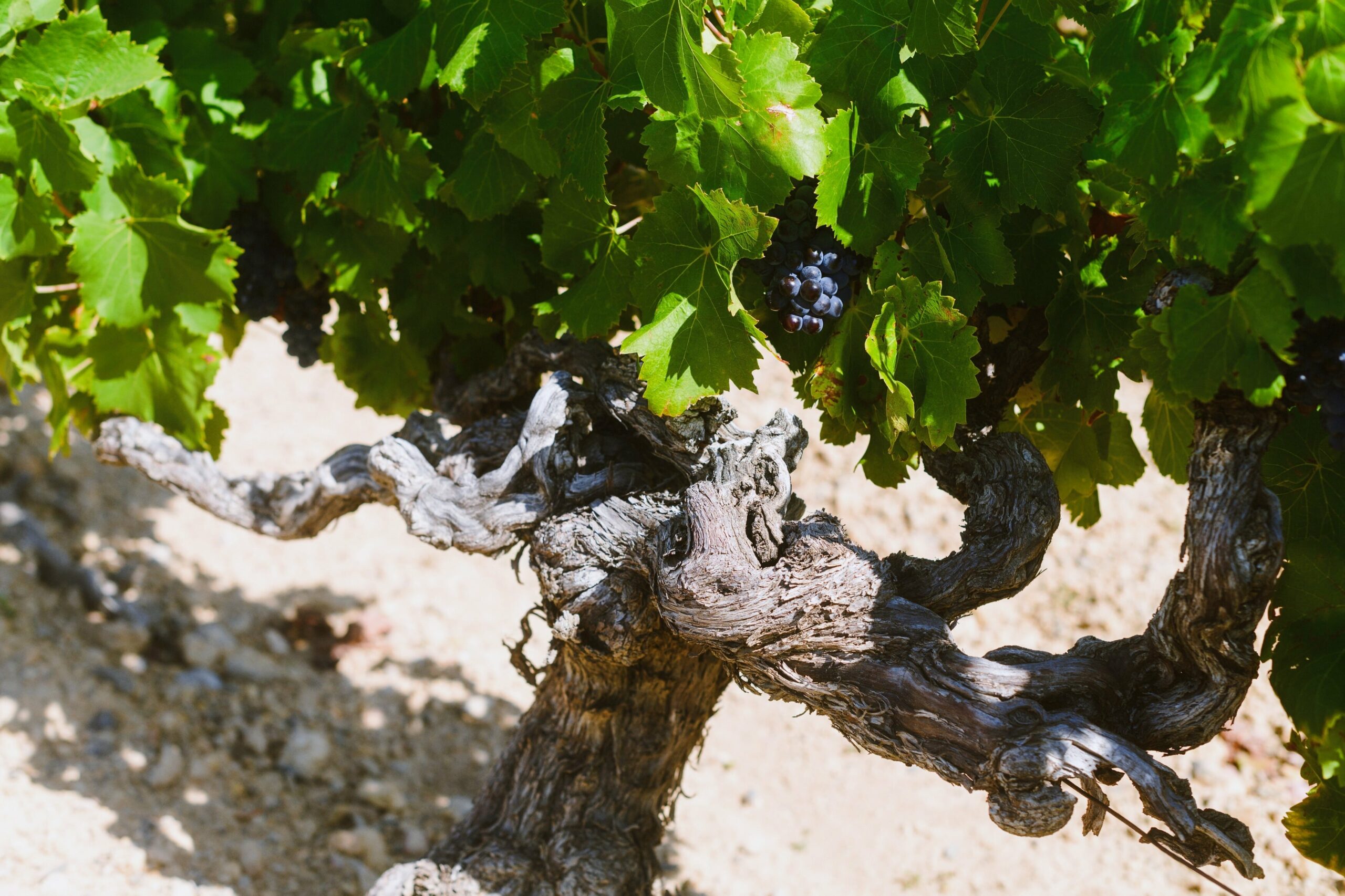 Photos pieds de vigne avec grappe de raisin