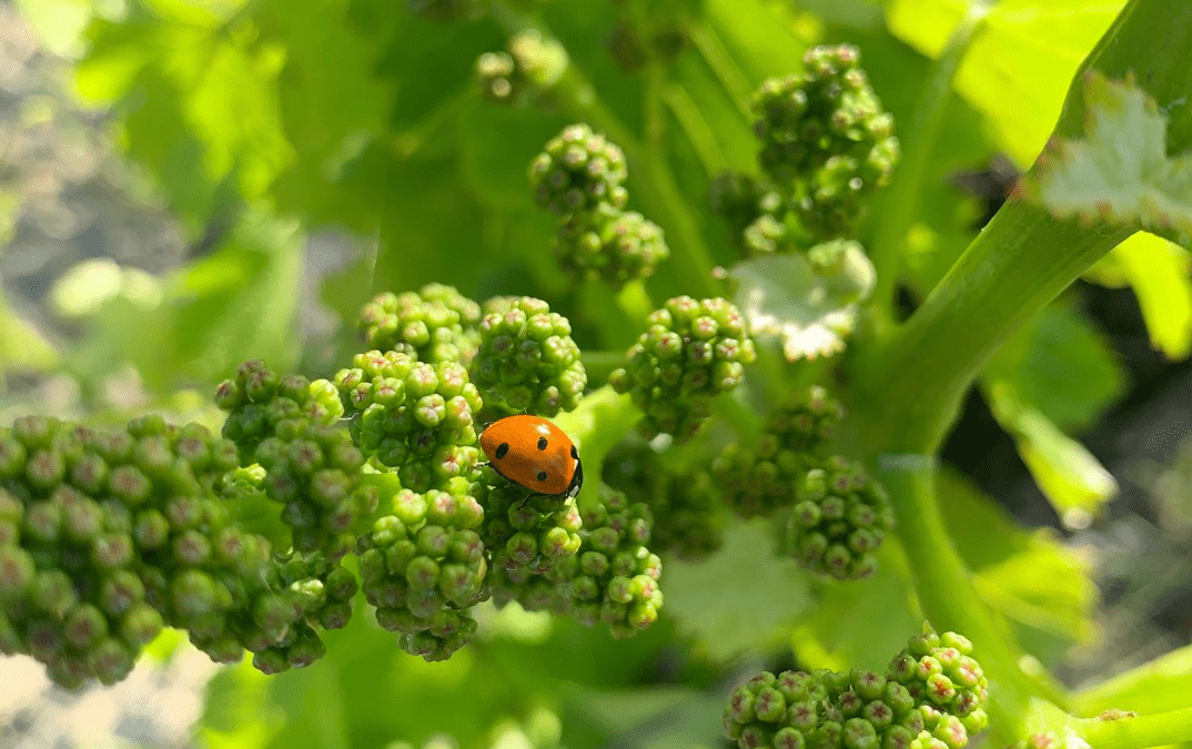 Photo coccinelle sur grappe de vin en bourgeonnement