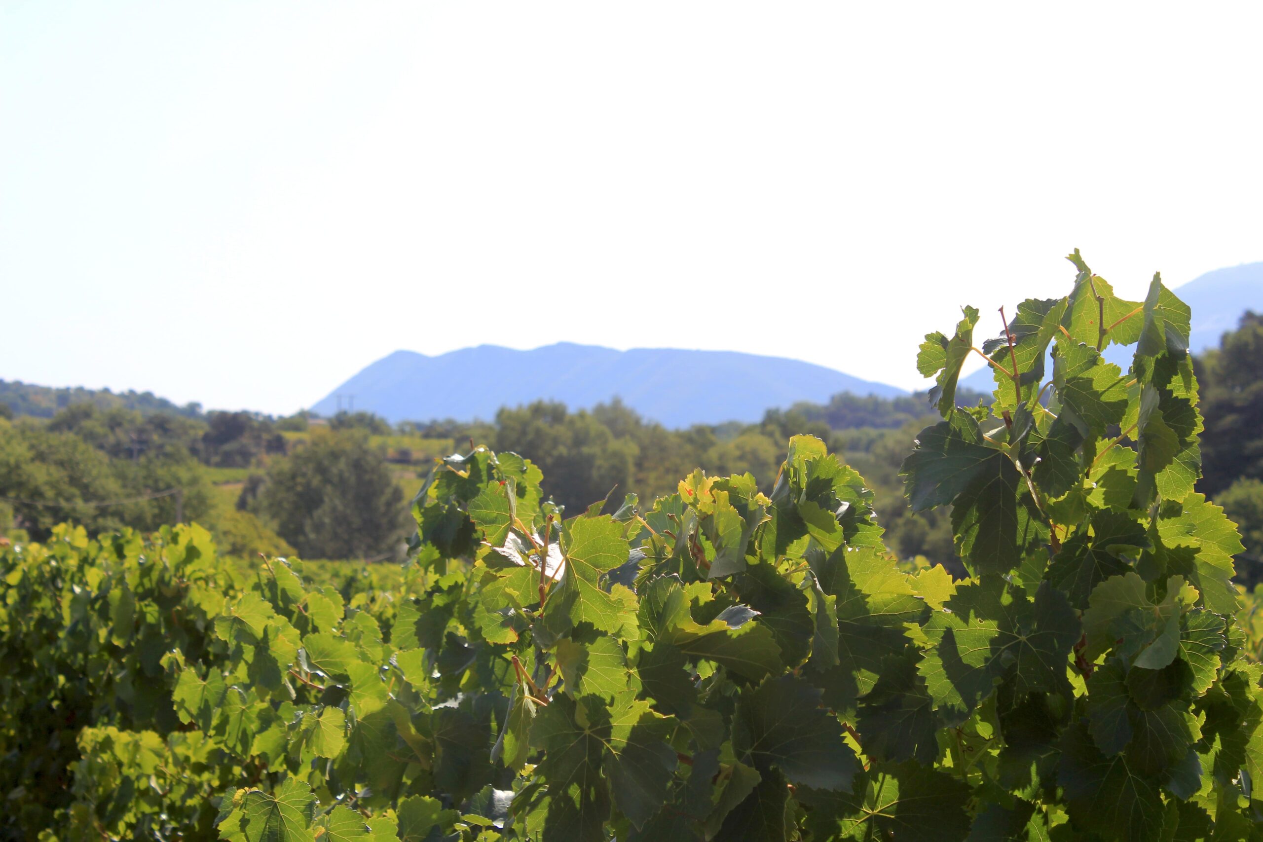 Photos champs de vigne avec vue sur colline