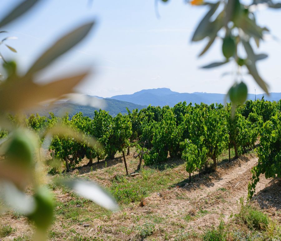 Photos champs de vignes